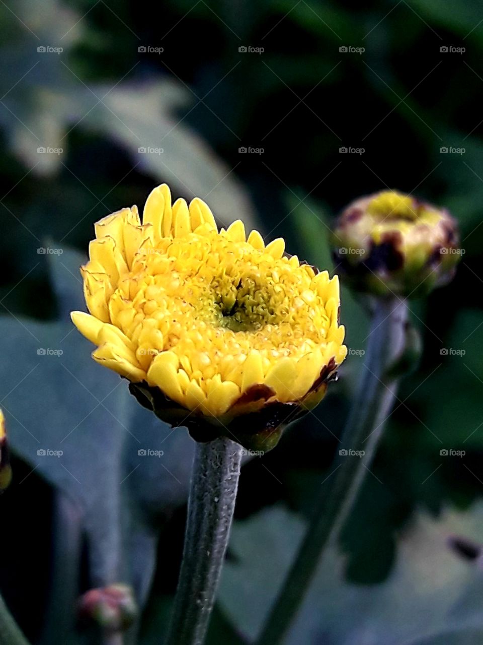 Yellow coloring blooming flower