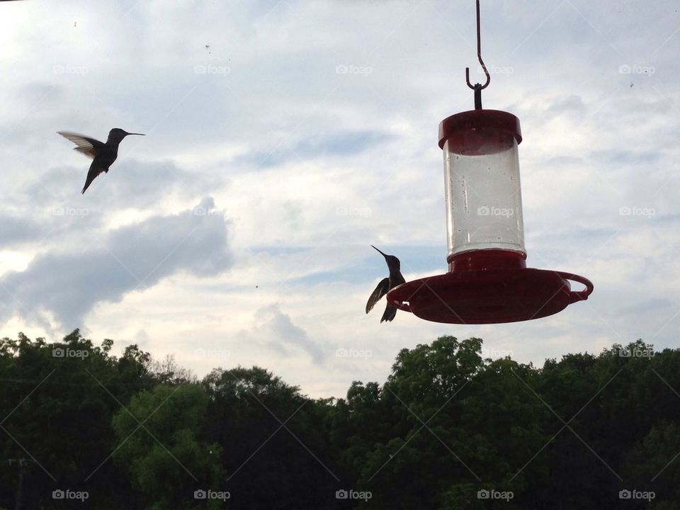 Hummingbirds 