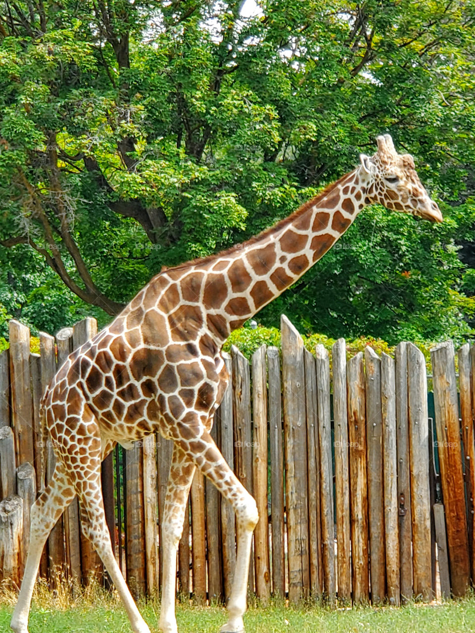 Giraffes are unique