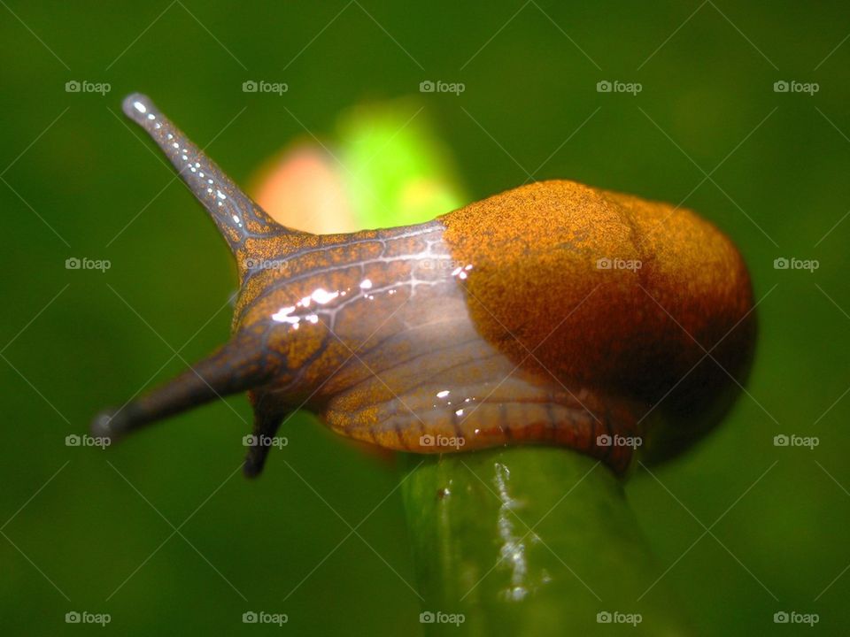 snail