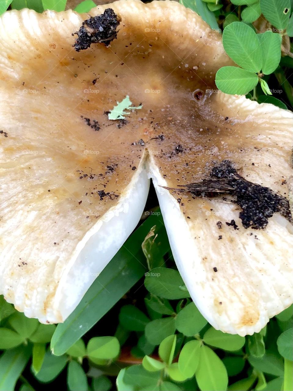 First mushroom in the front yard, already splitting because of no rain!