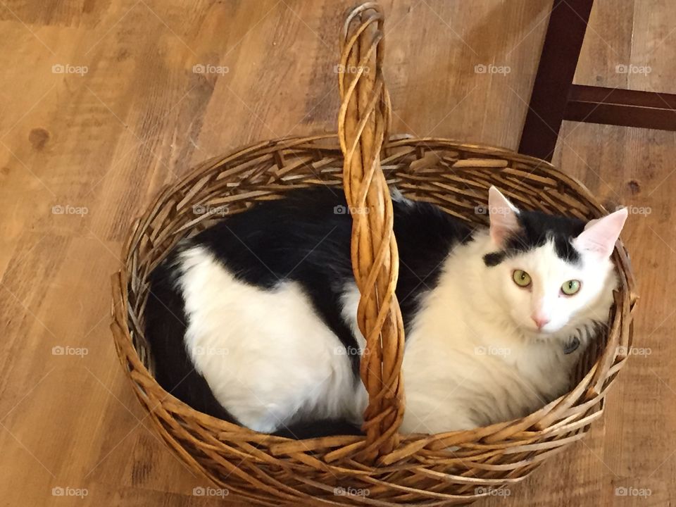 Basket cat 