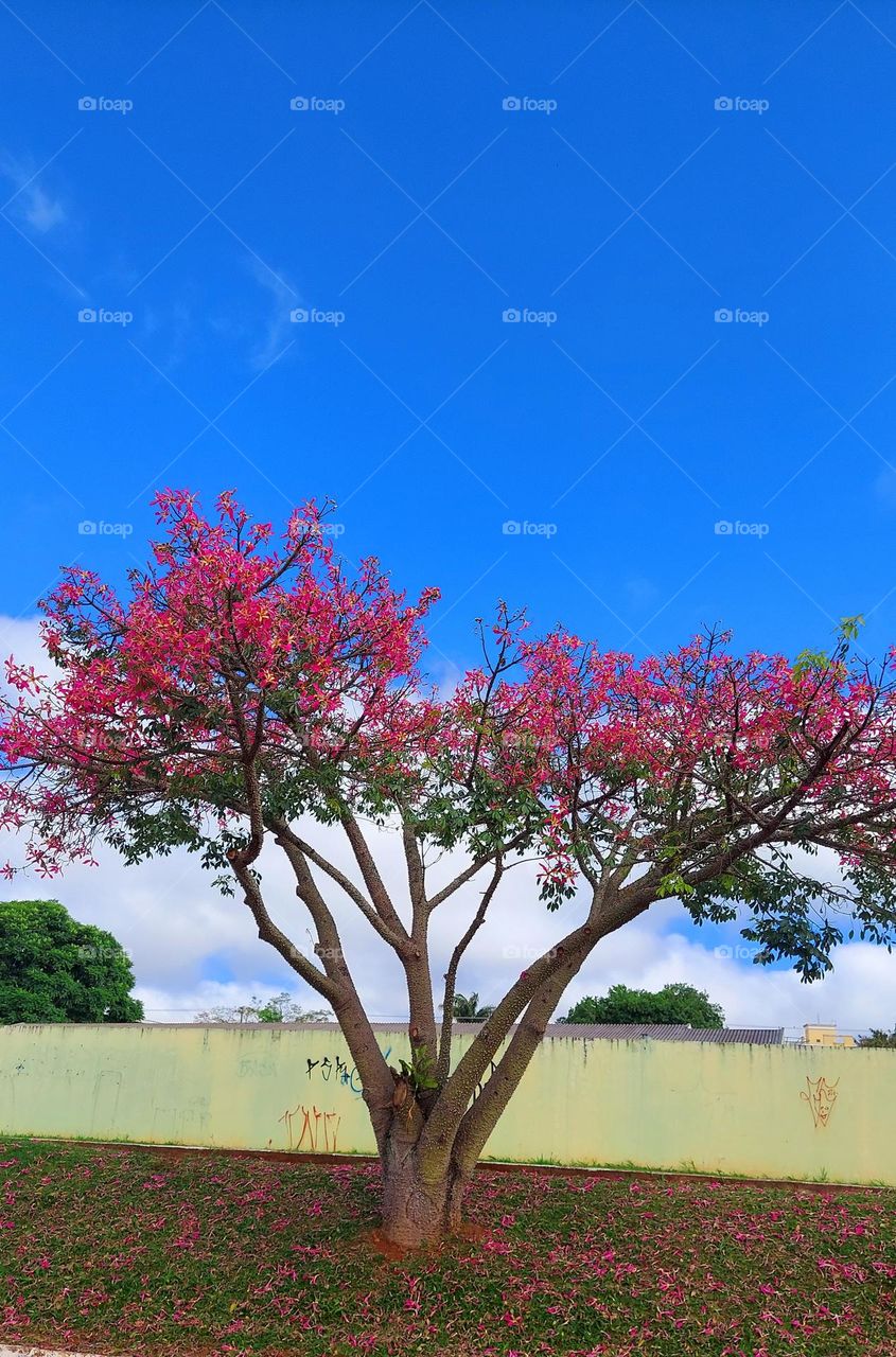 Beleza de árvore vestida de rosa,contraste com o céu azul.