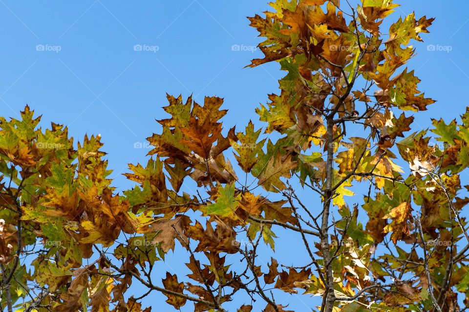 Fall Colors on Bright Clear Blue Sky! The colors of the leaves just pop out because of the contrast!