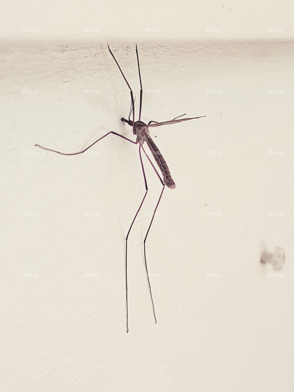 Daddy-longleg!