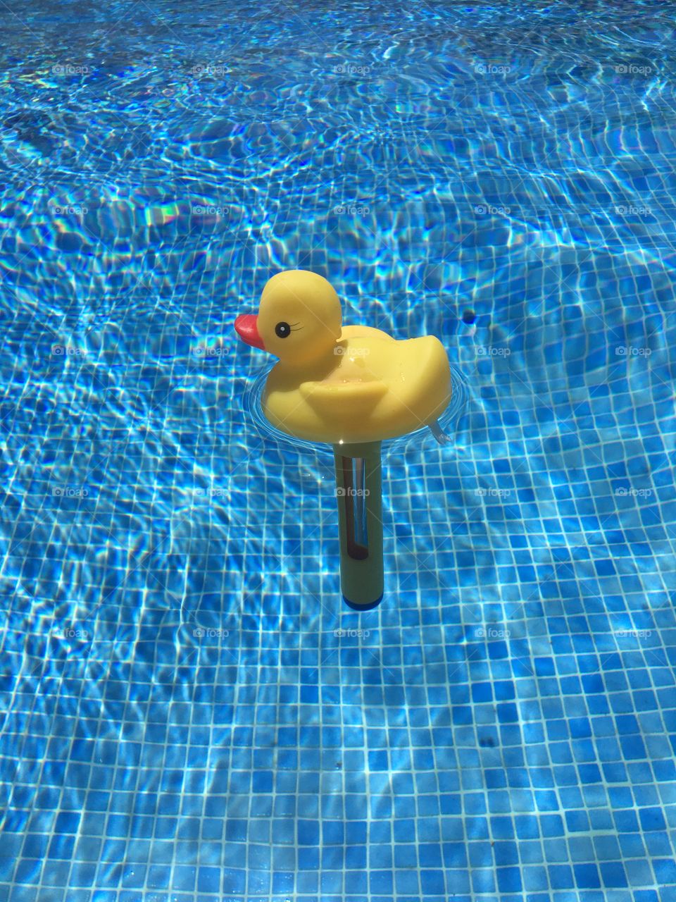 Yellow duck in swimming pool