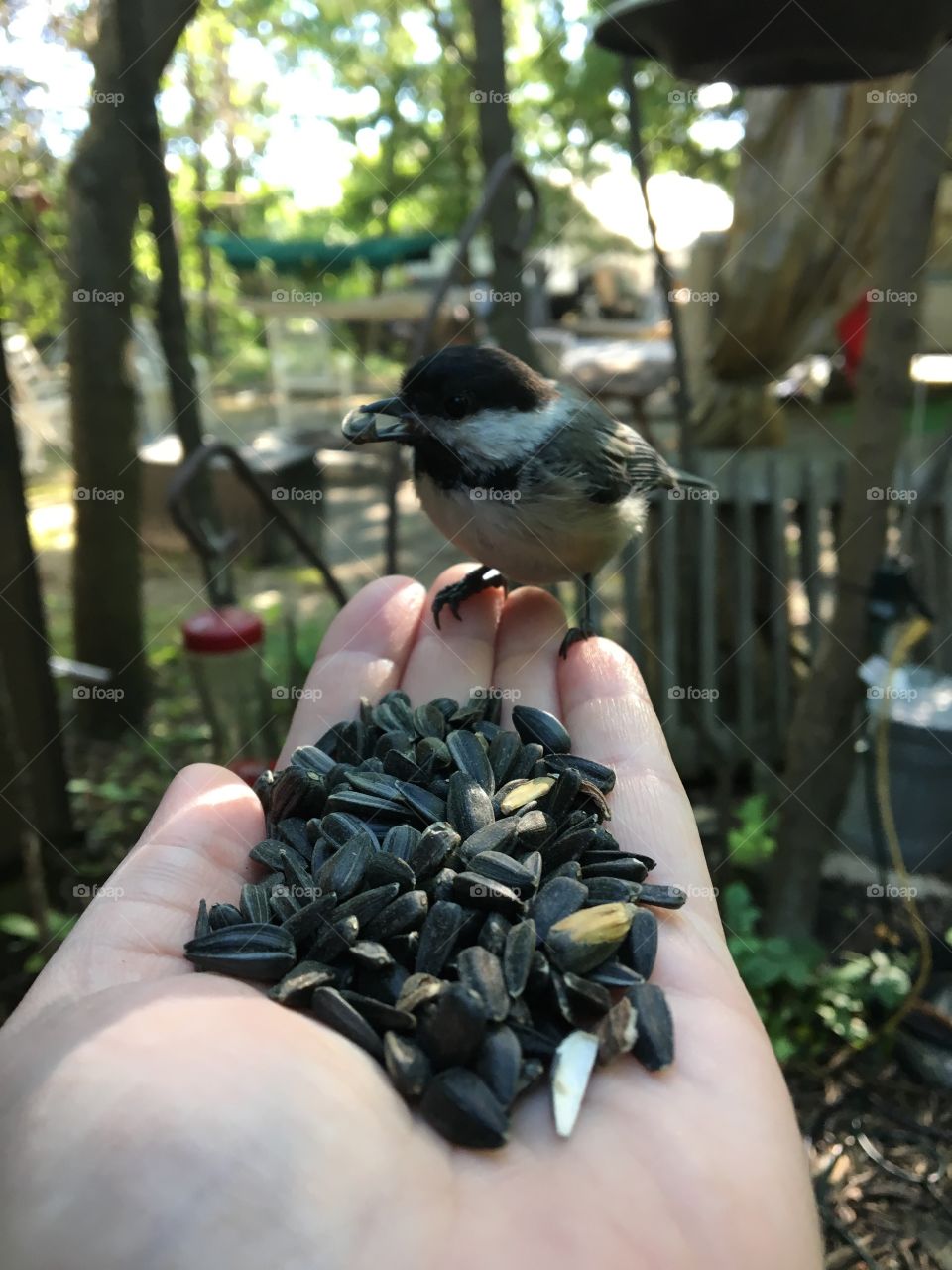 feeding the birds 