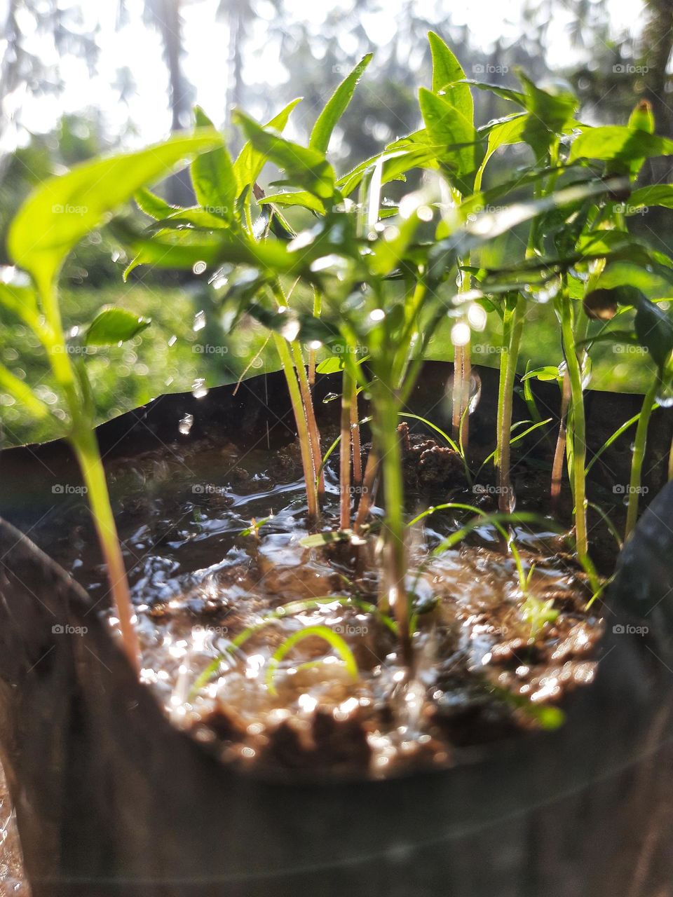 A photo taken while watering a pot of small chili plants