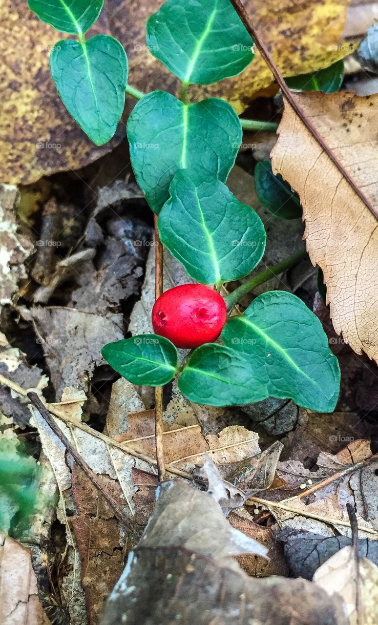 Christmas in Autumn. This plant is called partridge berry. I've always loved to see its Christmasy colors on the forest floor. 