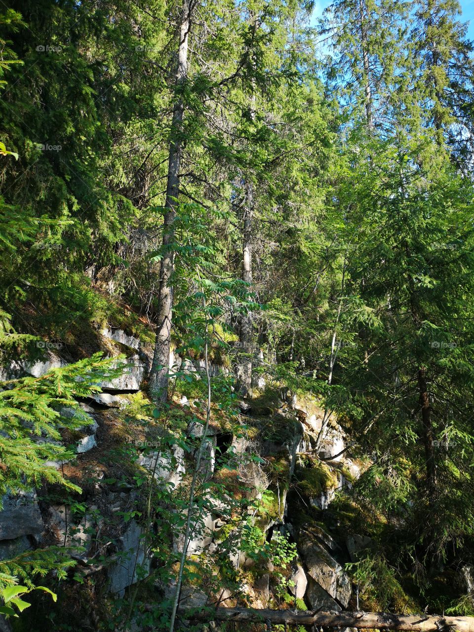 Tree family rockin' 2