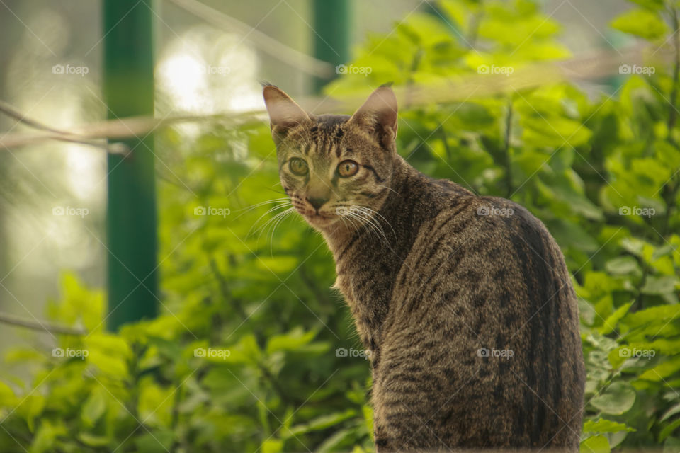 A beautiful Indian cat