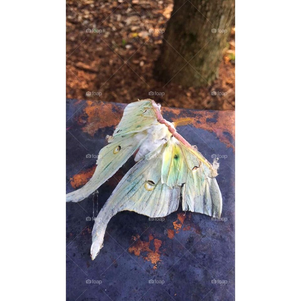 A dead but beautiful moth