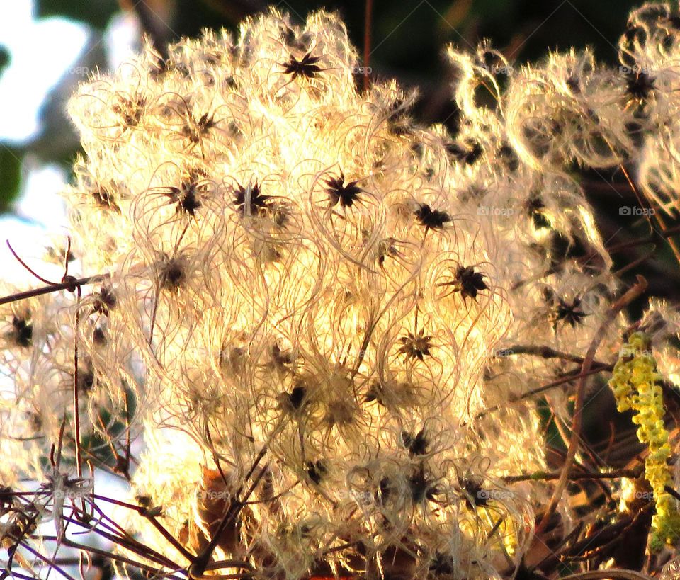 fluffy plant