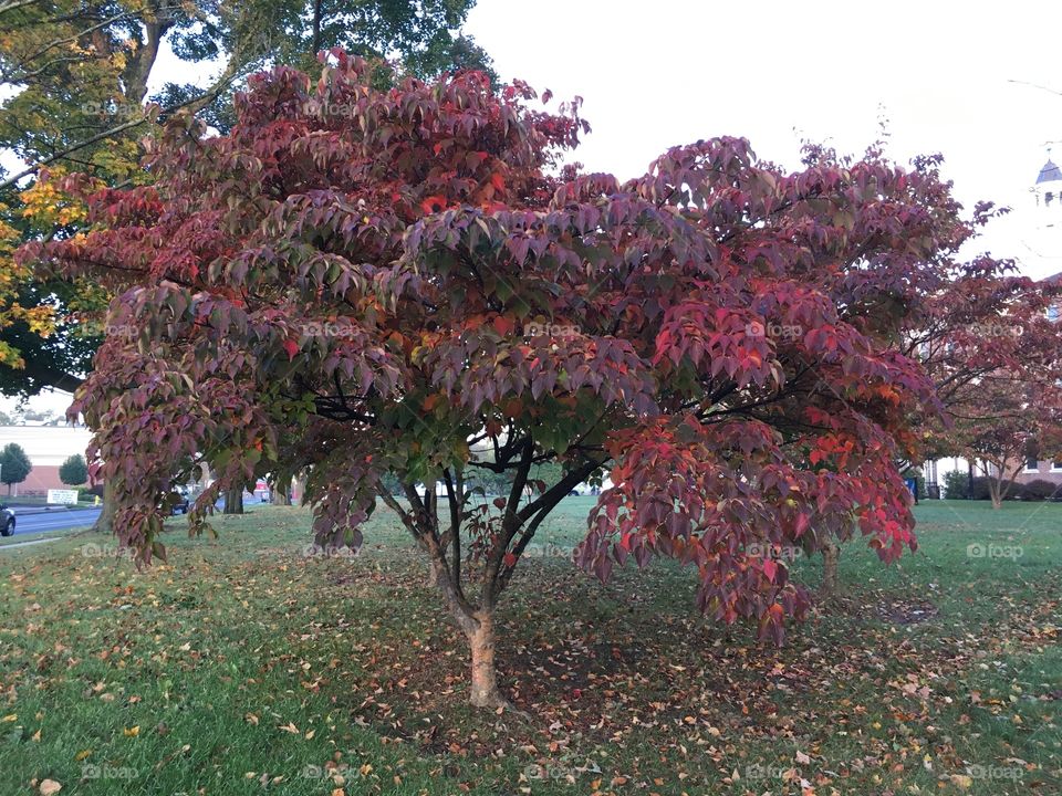 Red tree