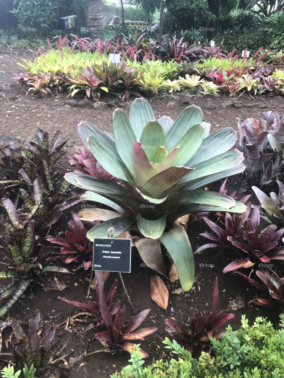 Jardim botânico Funchal 