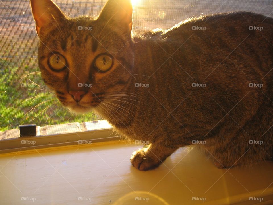 Cat in a window. Cat in a window with the sun shining 