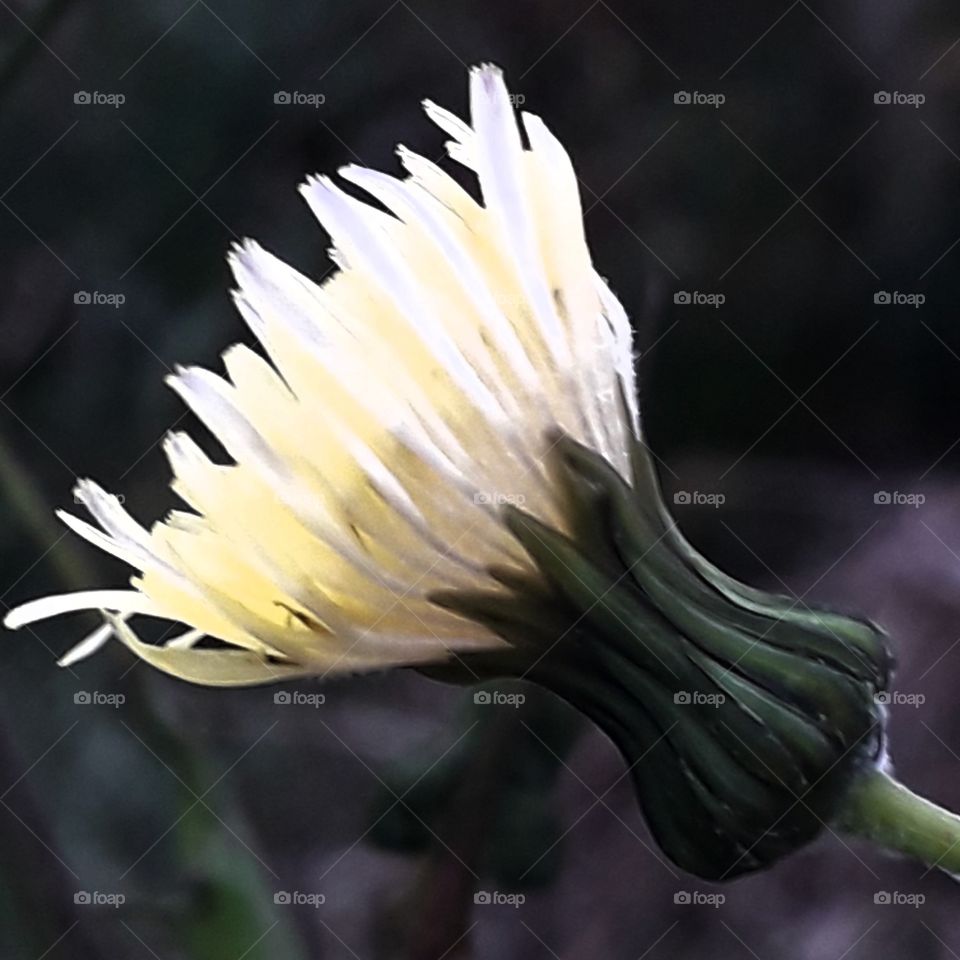 sunlit flower of meadow plant