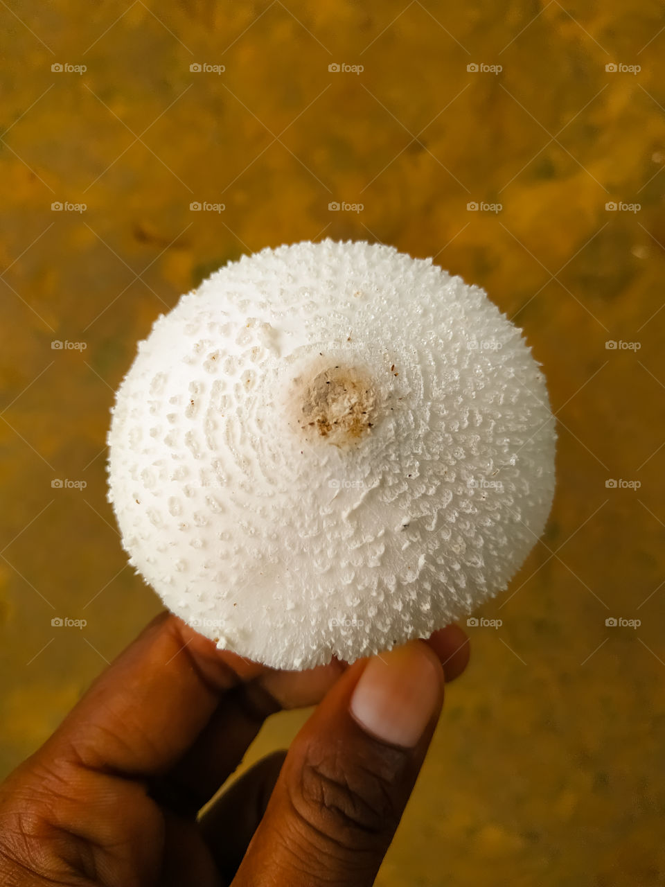 Psilocybe cubensis mushroom in boy's hand on gray background