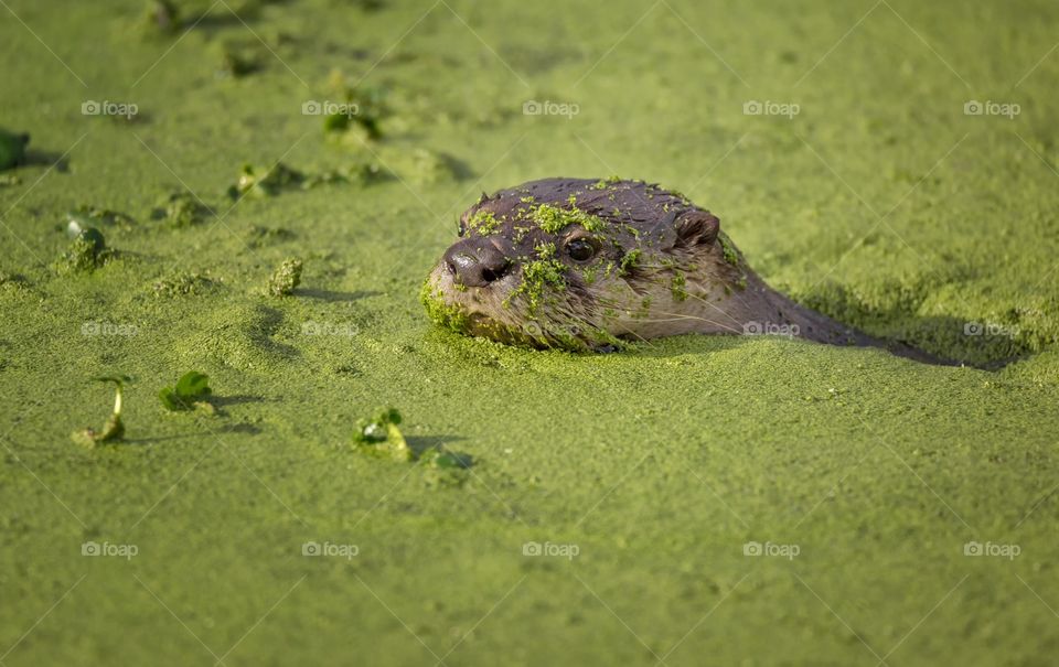 Beaver swimming in moss