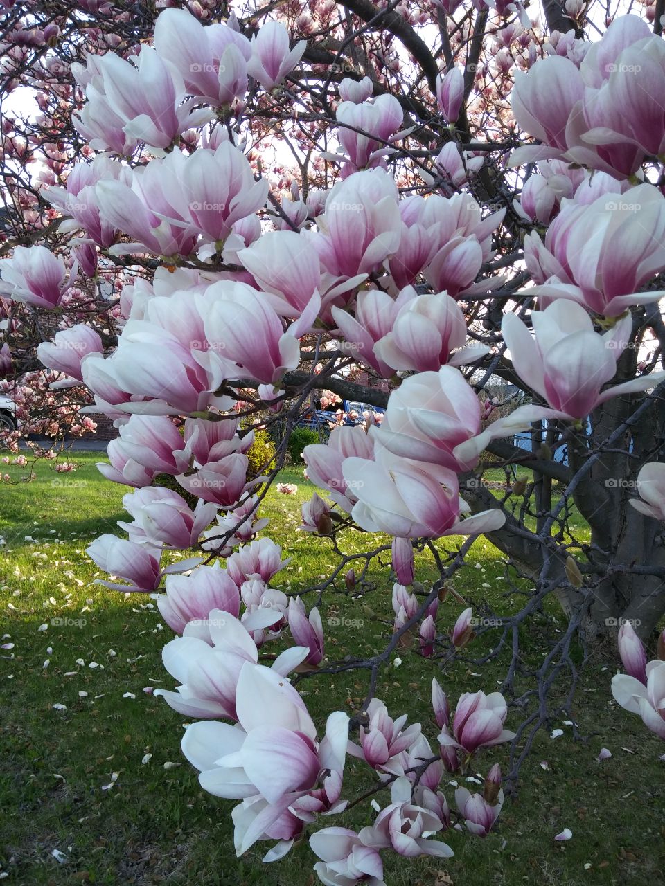 Spring beauty. Blooming magnolia