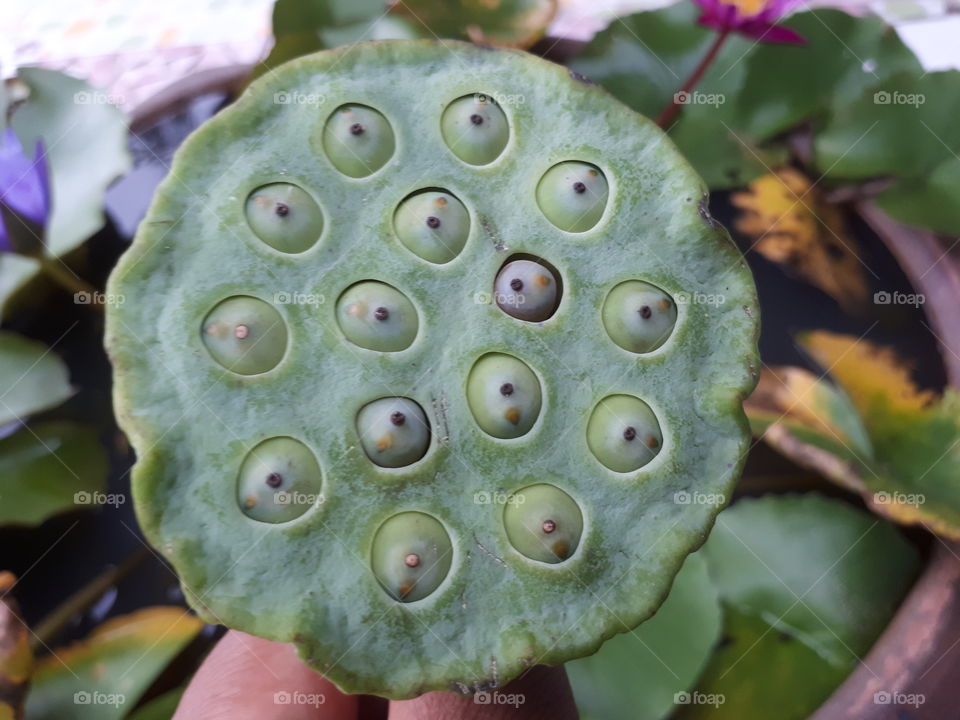 Lotus seeds