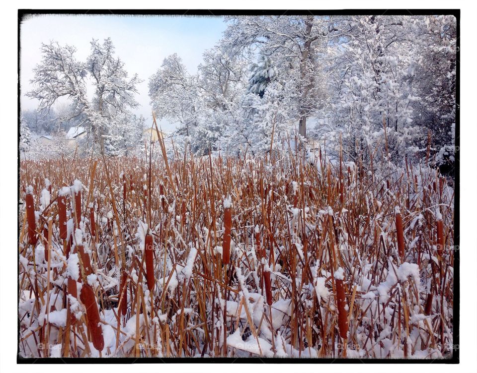 Winter wetland