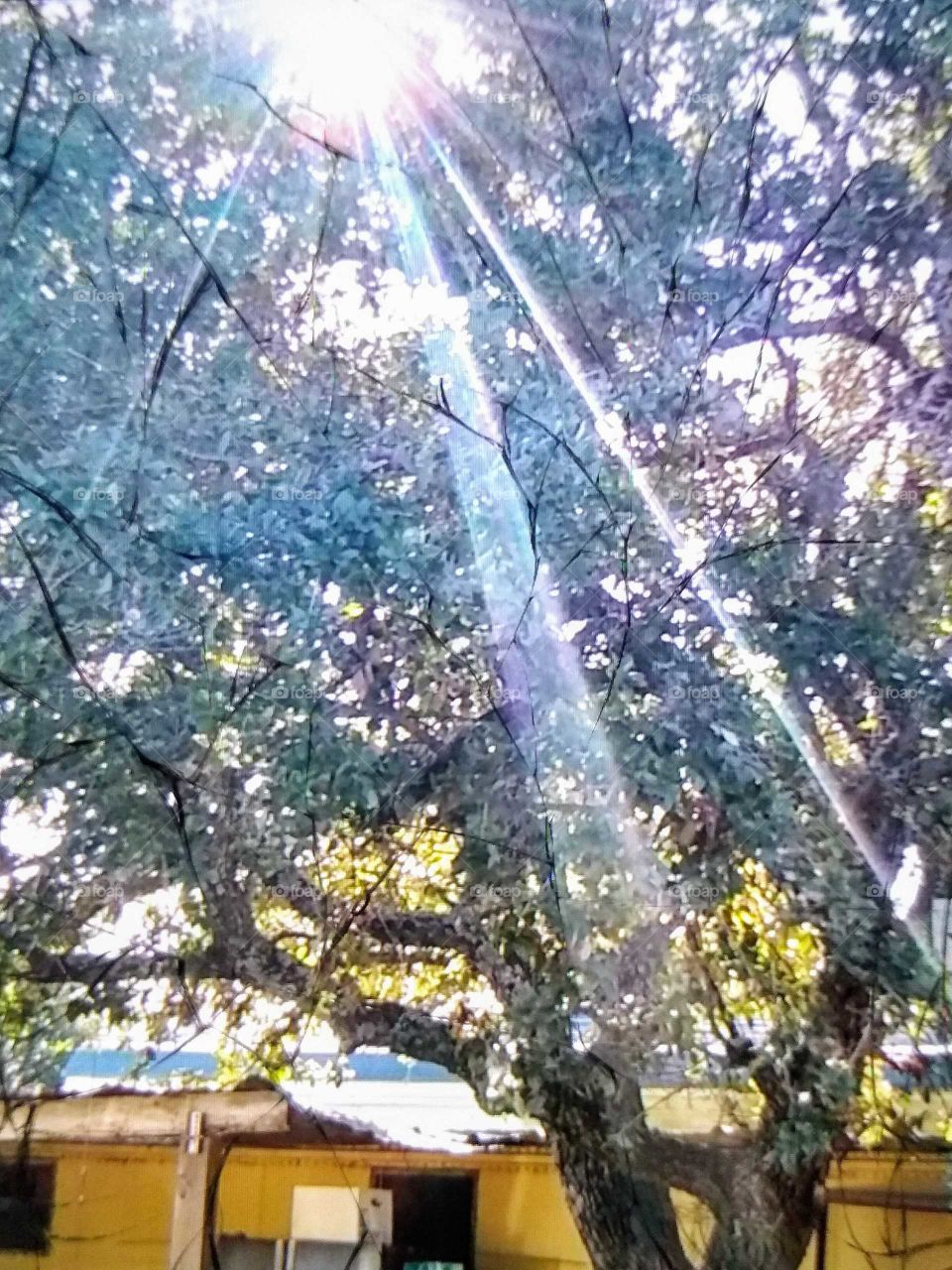 beautiful early morning sunset in Texas shining through the tree