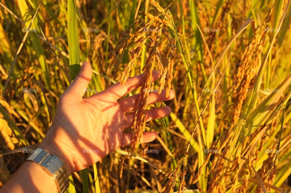 The golden rice fields of Thailand have never been defeated by any nation in the world.  I love my Thailand.