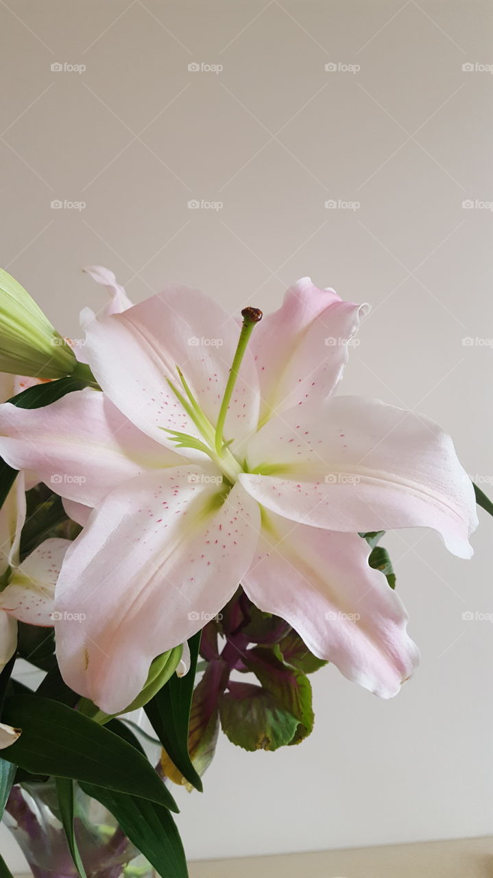 pink lily