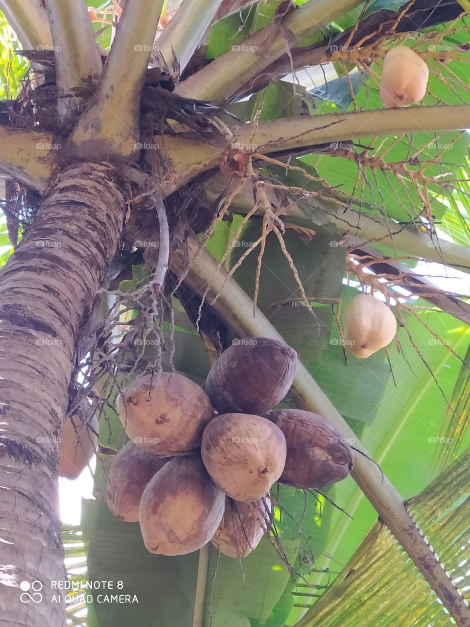 coconut tree