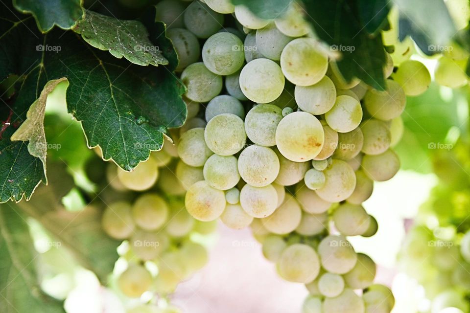 green 'color' 'image'