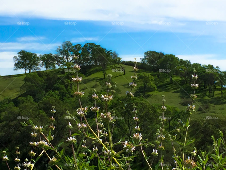 Wild flowers and trees on green hill