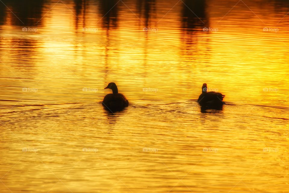 Golden geese