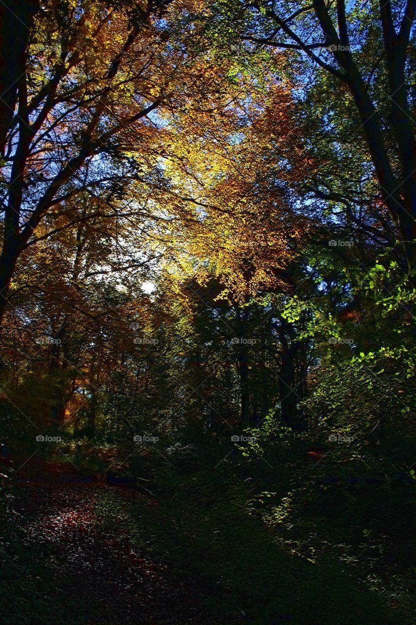 Autumn colour at Hanbury Wood, UK