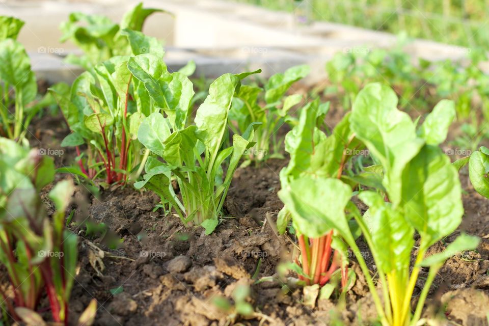 Rows of early Rainbow Chard in a raised bed garden in sunlight