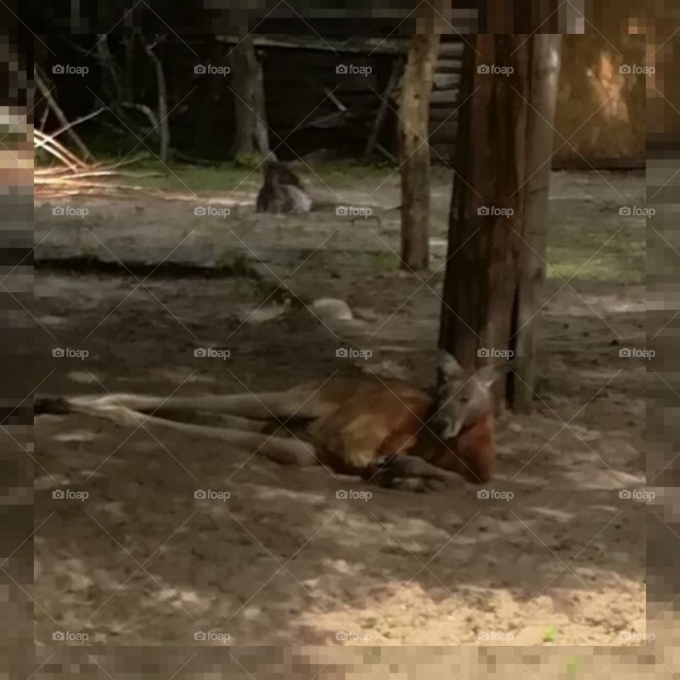 Kangaroo 😎