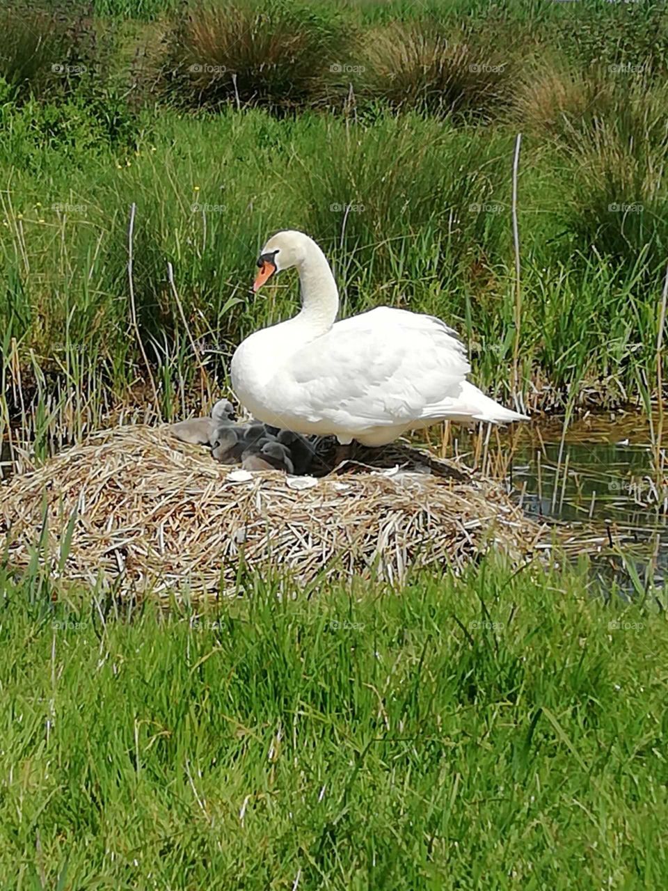 Having shared a wonderful photo of our swan on her nest of eggs,it is exciting for me to have caught the cygnets before the family leave their nest. 