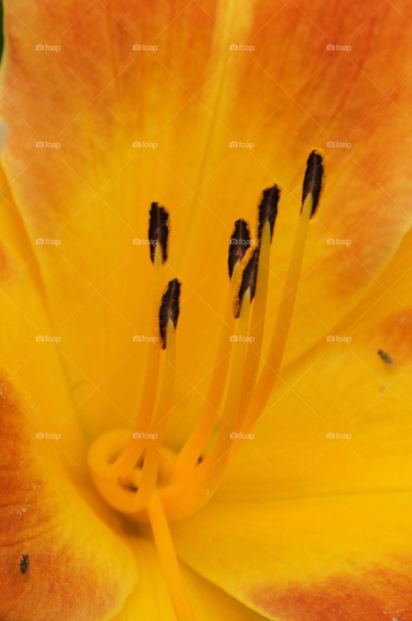 Close up of a lily
