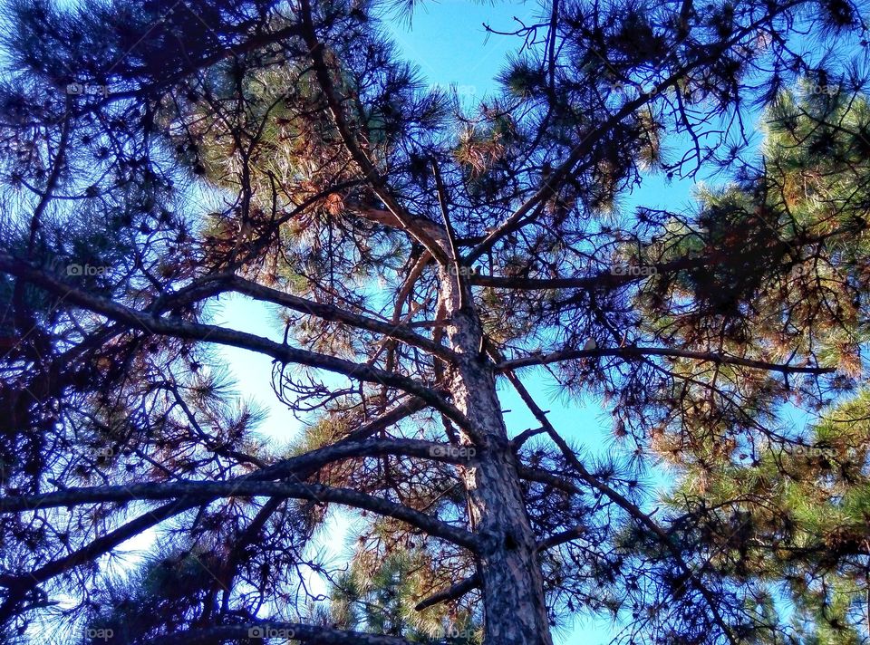 pine trees sky сосны небо