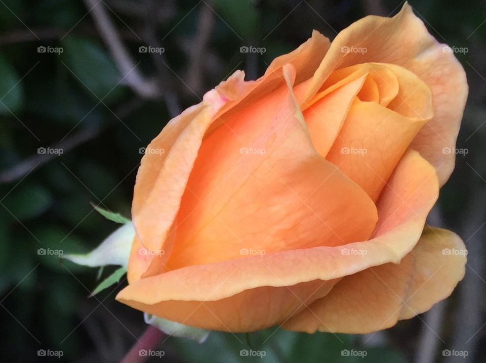 Rose bud