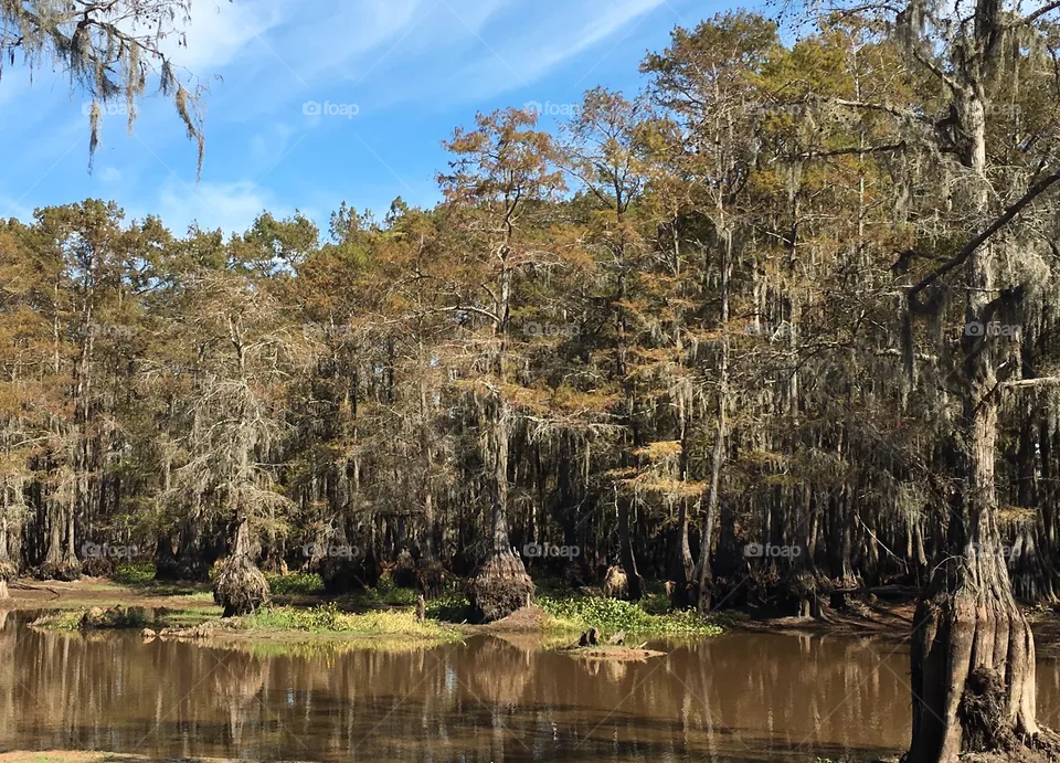 Louisiana swamp 