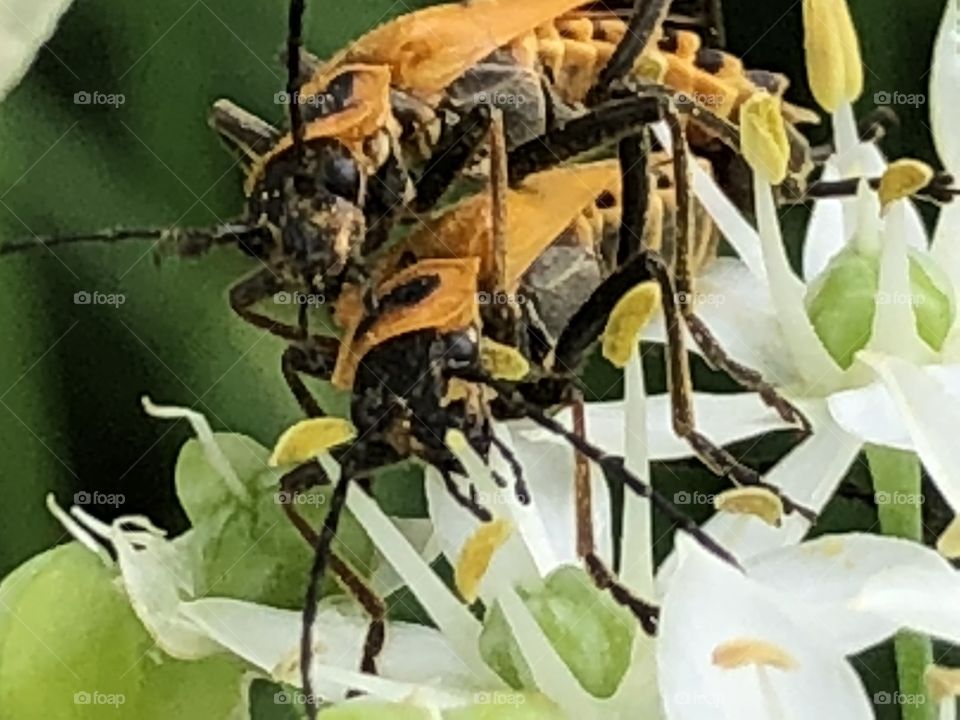 Bugs mating