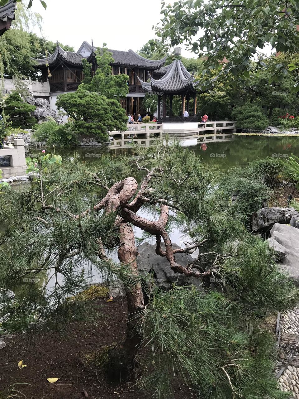 Nature in city centre (Chinese mini park)