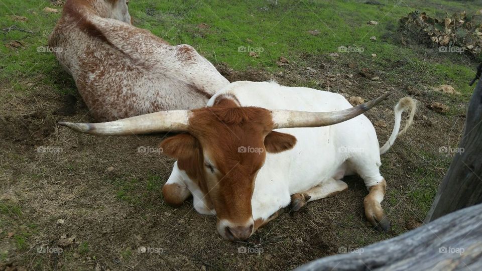 Mammal, Cattle, Farm, Livestock, Agriculture