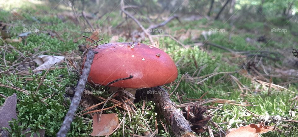 red mishroom in the forest