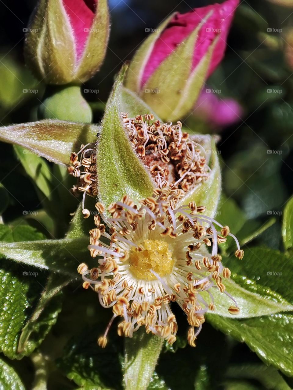 Macro photo of a flower growing in the garden