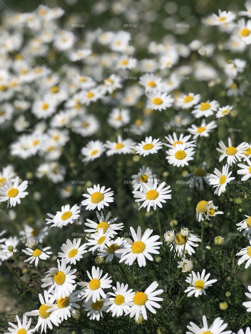 Don’t let anyone trample on your daisies. Not even you! 
