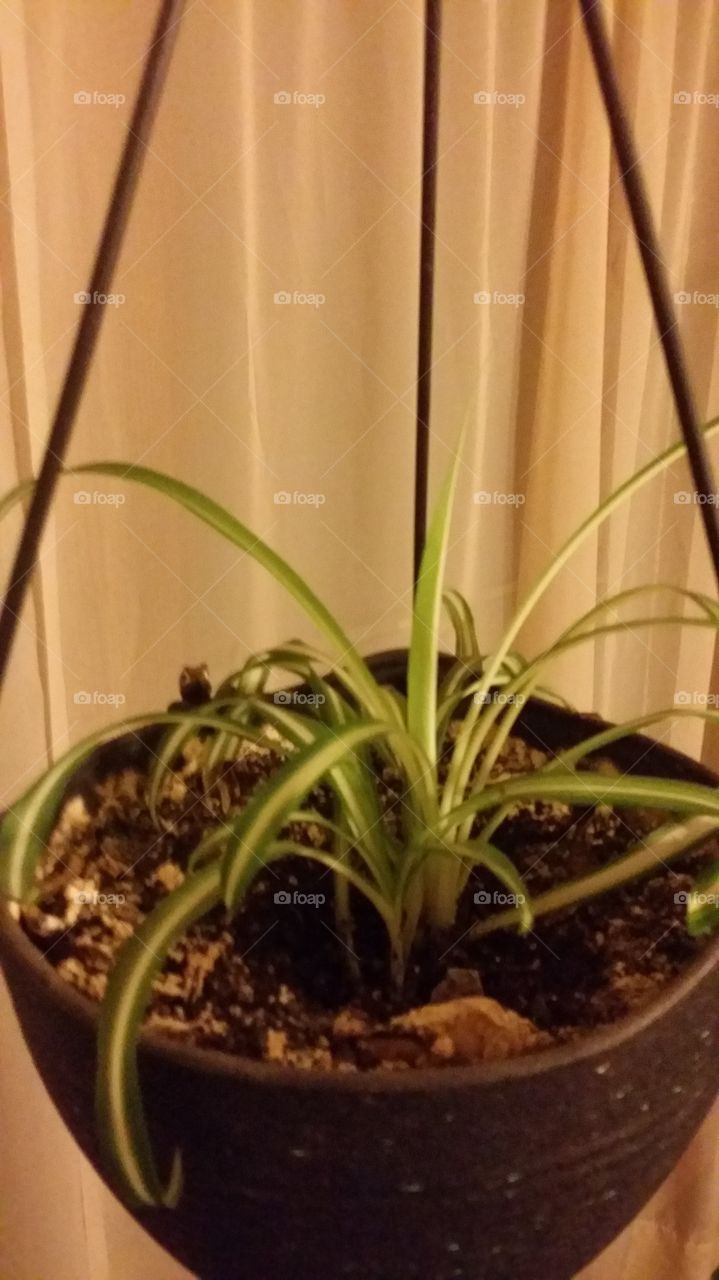 baby spider plant