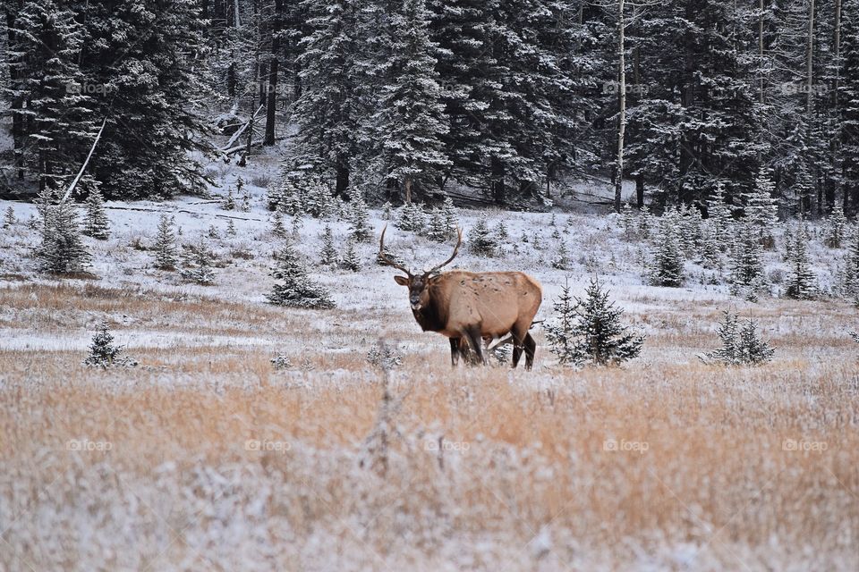 View of elk in forest during winter