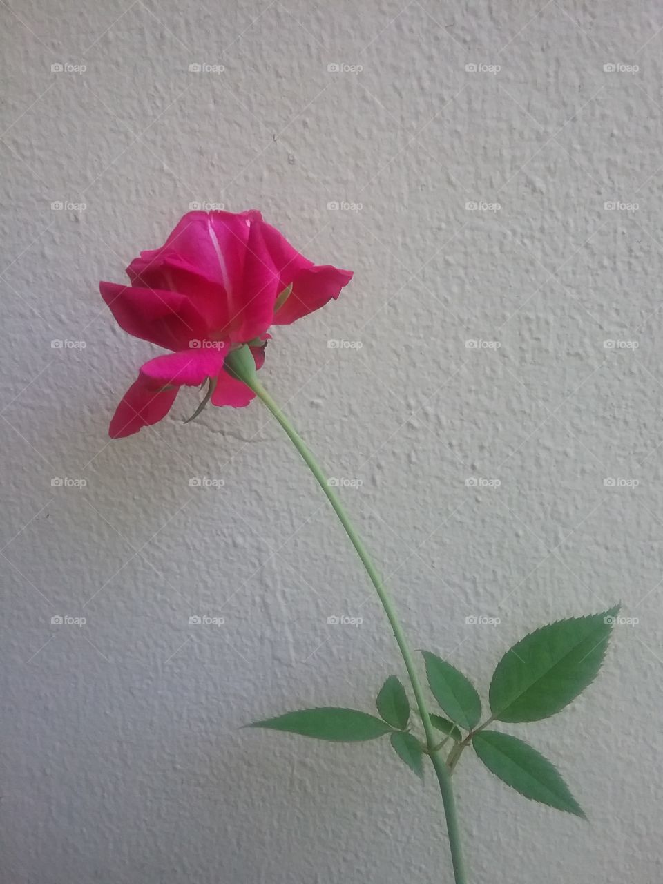 No Person, Flower, Leaf, Nature, Flora